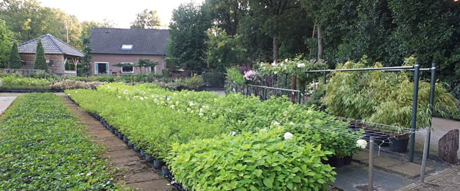 Planten uit eigen kwekerij